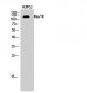 MerTK Polyclonal Antibody